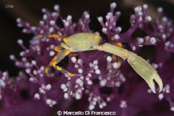 Crab - 
the other claw was already missing ... or maybe ... by Marcello Di Francesco 